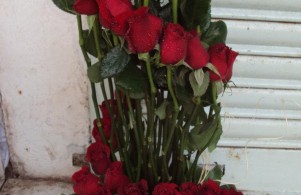 Sabera Florist