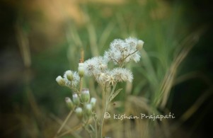 Kishan Prajapati photography