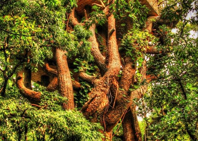 Tree House