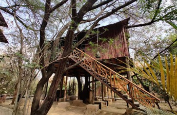 Tree House Nests