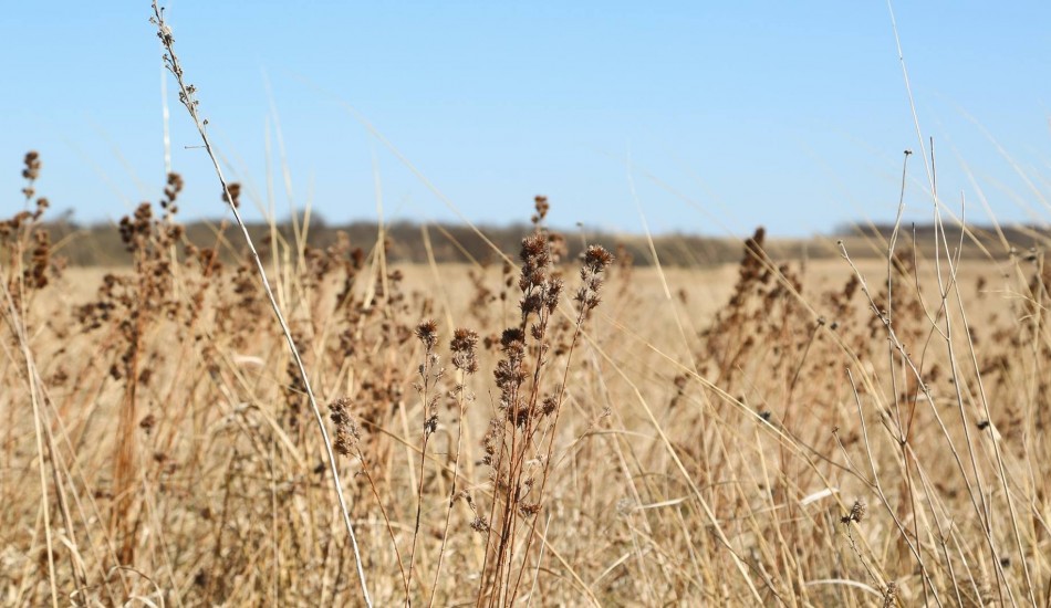 the immortal memories