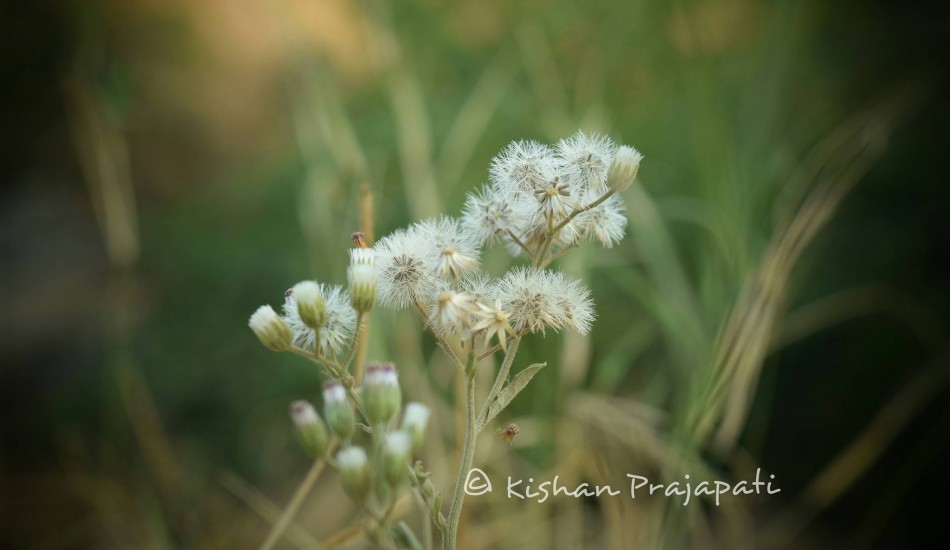 Kishan Prajapati photography